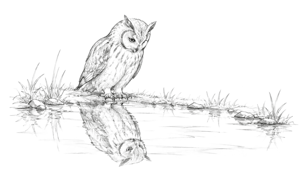 水面に映る自分の姿を見つめるフクロウの線画