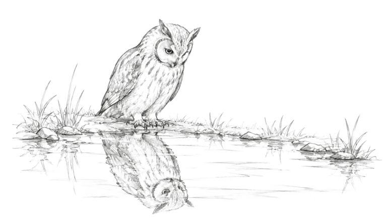 水面に映る自分の姿を見つめるフクロウの線画