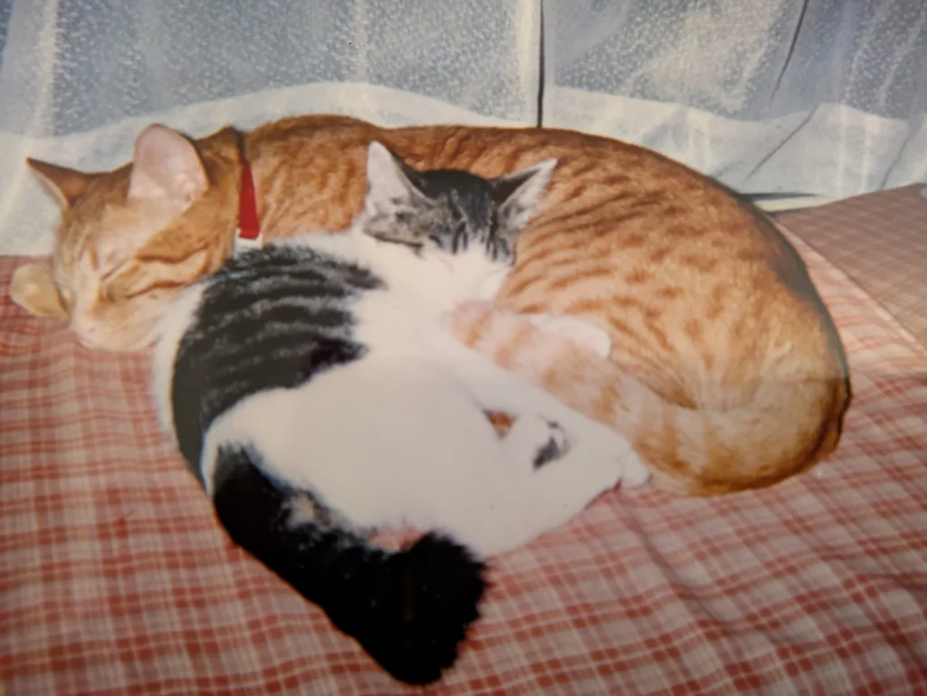 丸くなって寄り添いながら眠るチャビとガク
